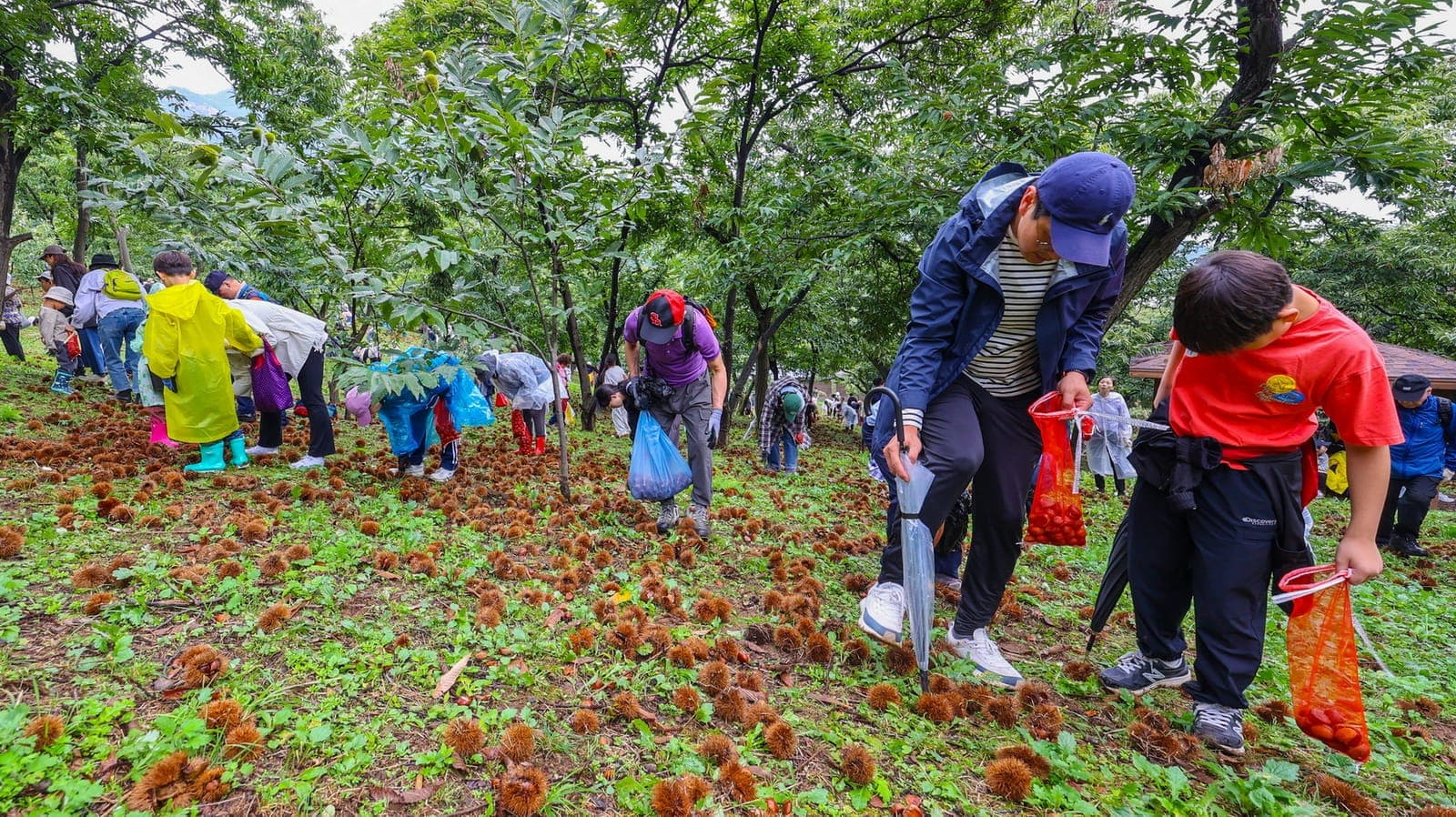 과천시, 10월 3일 시민 밤 줍기 행사 사진 3